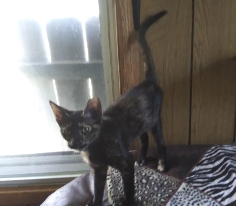 A young medium-sized female Tortoiseshell Domestic Short Hair cat named Autumn for adoption in Port Wentworth, GA