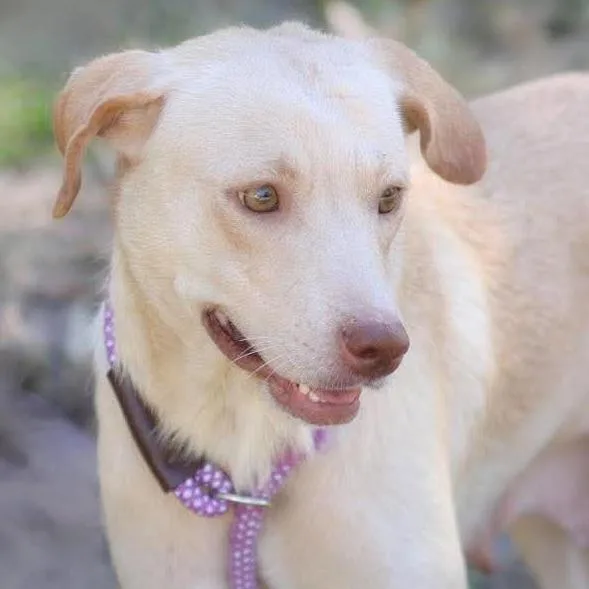 An adult medium-sized female Beagle dog named Dakota Cream for adoption in Long Island City, NY