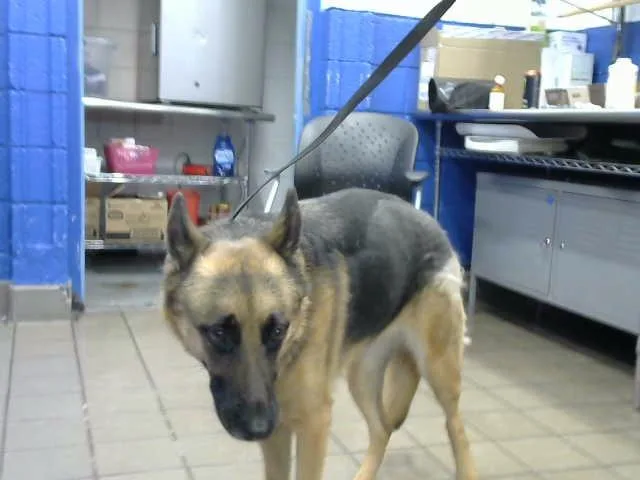 An adult medium-sized female German Shepherd Dog dog named Sage for adoption in Albuquerque, NM