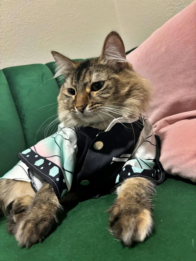 Pixie   Offered thumbnail 3