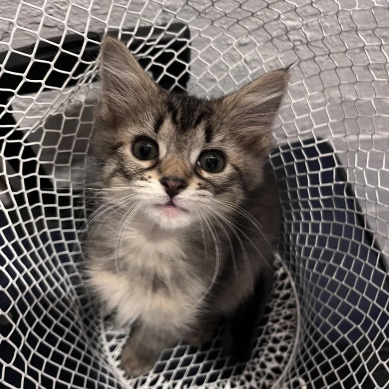 A baby medium-sized female Tabby (Gray / Blue / Silver) Domestic Medium Hair cat named Du for adoption in Youngstown, OH