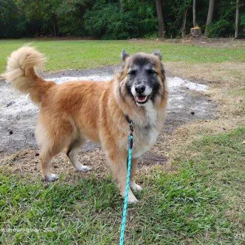 An adult large-sized male Yellow / Tan / Blond / Fawn German Shepherd Dog named Geordie for adoption in Raleigh, NC