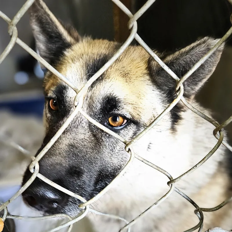 Charlie Active Calm Girl! thumbnail 2