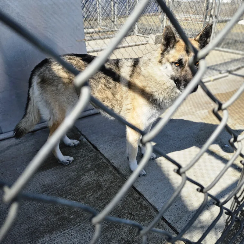 Charlie Active Calm Girl! thumbnail 3