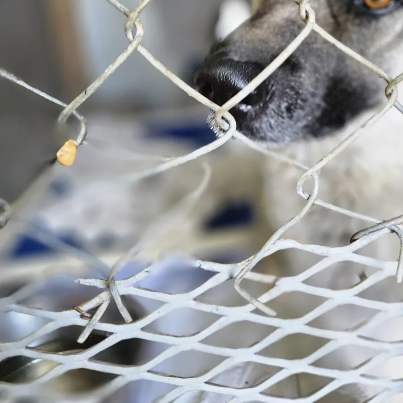 Charlie Active Calm Girl! thumbnail 4