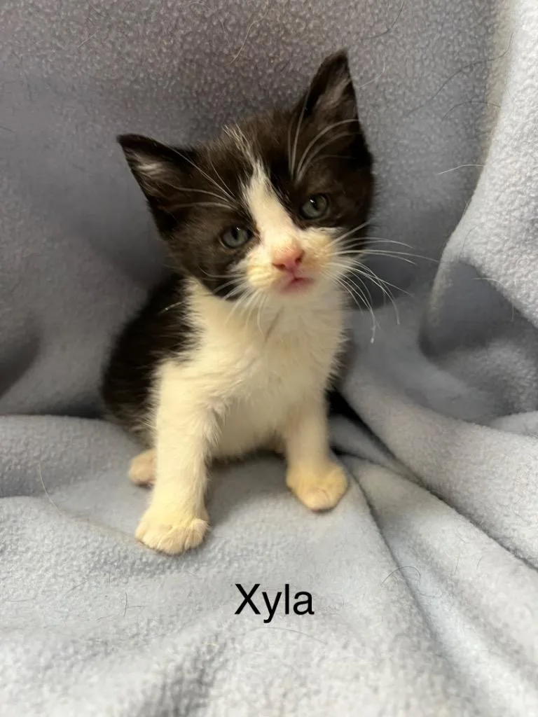Xyla