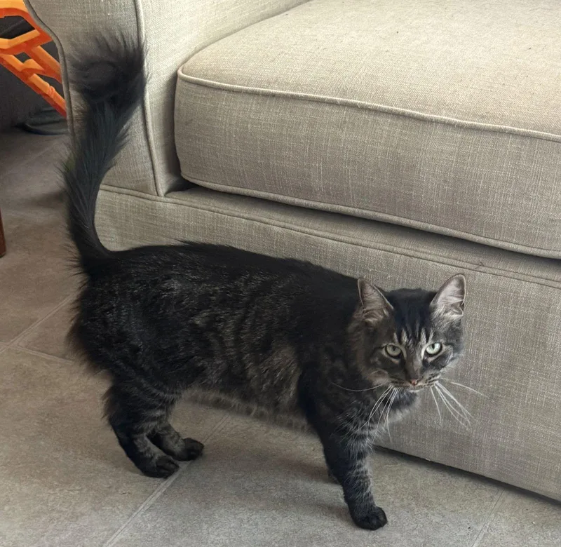 An adult medium-sized female Maine Coon cat named Agnus And Kk for adoption in Walnut Creek, CA