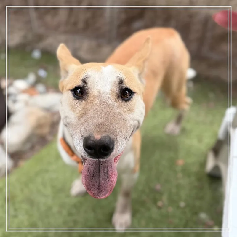 An adult medium-sized female Bull Terrier dog named Pandora for adoption in Upland, CA