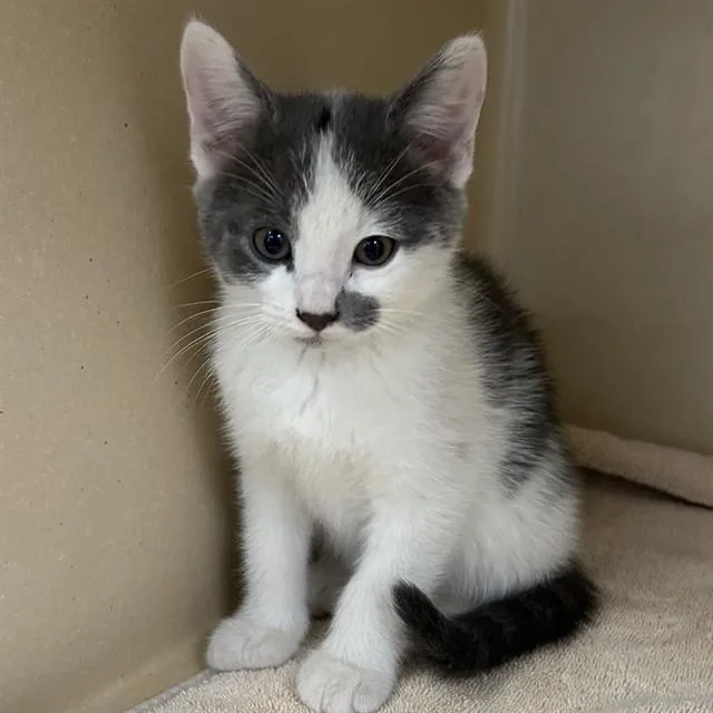 A baby small-sized male Domestic Short Hair cat named Knuckles for adoption in Lincolnton, NC