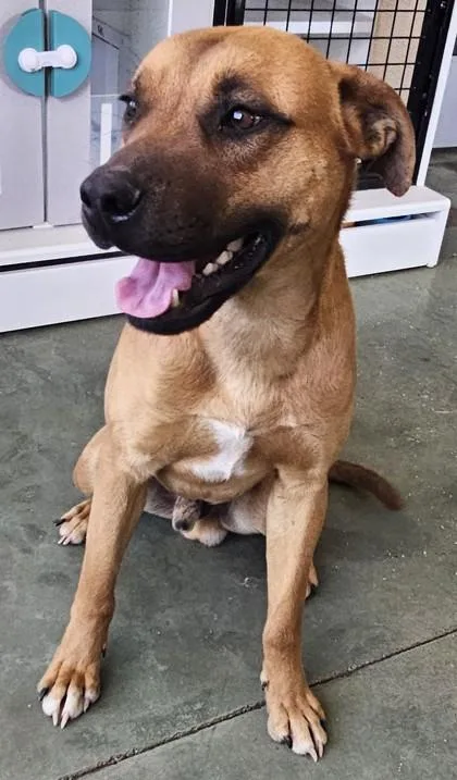 An adult large-sized male Black Mouth Cur dog named Wally for adoption in Edgewood, NM
