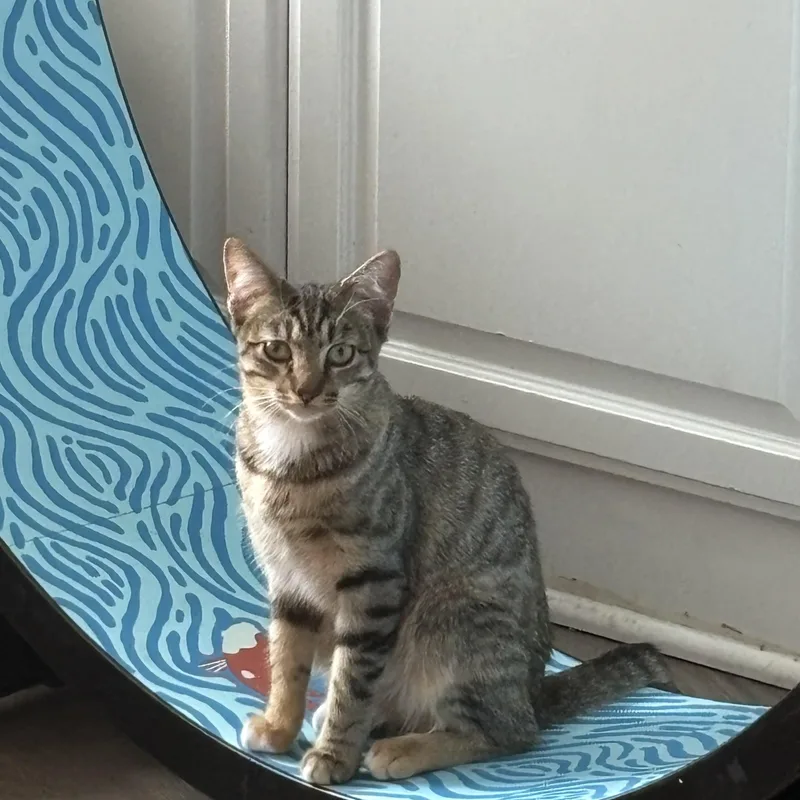 A young medium-sized female Tabby (Brown / Chocolate) Tabby cat named Crackle & Pop for adoption in Mission Viejo, CA