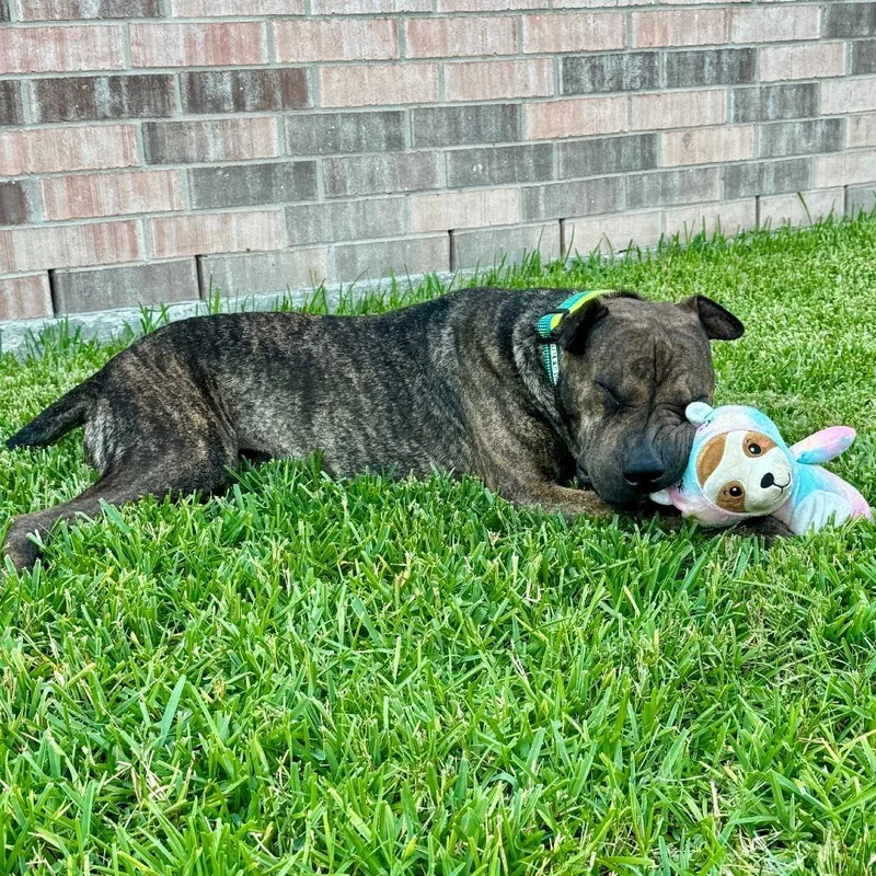 An adult small-sized male Brindle Shar-Pei dog named Rox for adoption in Houston, TX