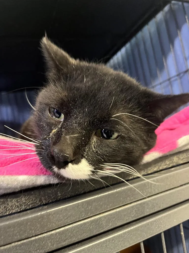 A young medium-sized male Domestic Short Hair cat named Franklin for adoption in Saginaw, MI