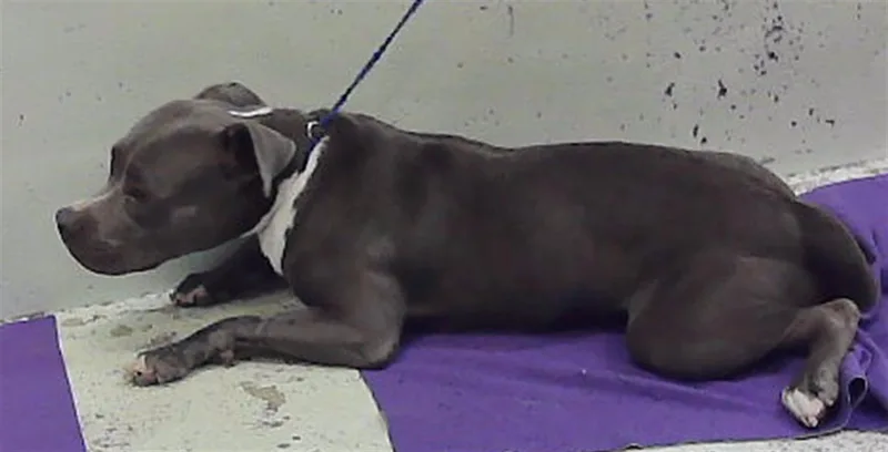 A young medium-sized male Staffordshire Bull Terrier dog named Spike for adoption in Houston, TX