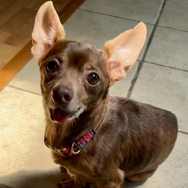 A senior small-sized male Brown / Chocolate Chihuahua dog named Rocky for adoption in Brooklyn, NY