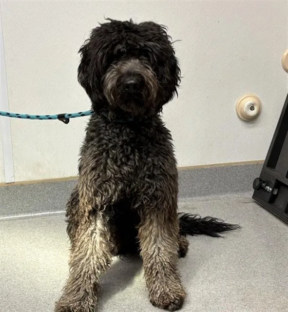 A young medium-sized male Poodle dog named Hershey for adoption in Rancho Cucamonga, CA