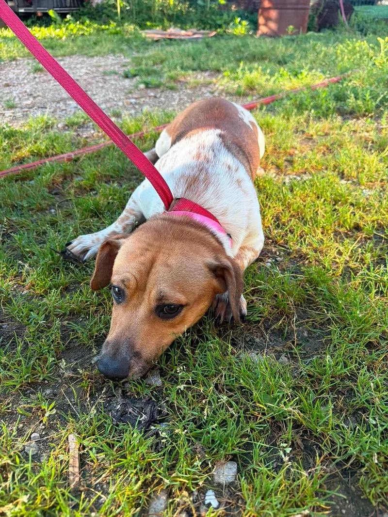 A young medium-sized male Beagle dog named Bramble for adoption in Ashville, OH