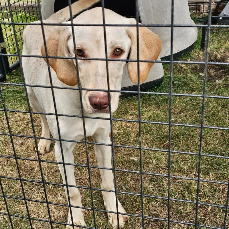 A young medium-sized female Yellow / Tan / Blond / Fawn Yellow Labrador Retriever dog named Sweeney for adoption in Bismarck, ND