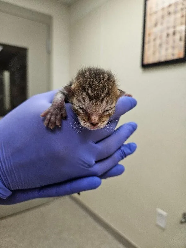A young medium-sized male Tabby (Brown / Chocolate) Domestic Short Hair cat named Latte for adoption in Disputanta, VA