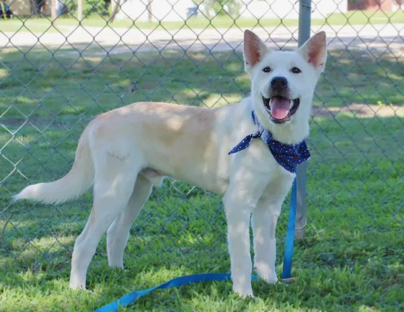 A young medium-sized male Husky dog named Topaz for adoption in Tomball, TX
