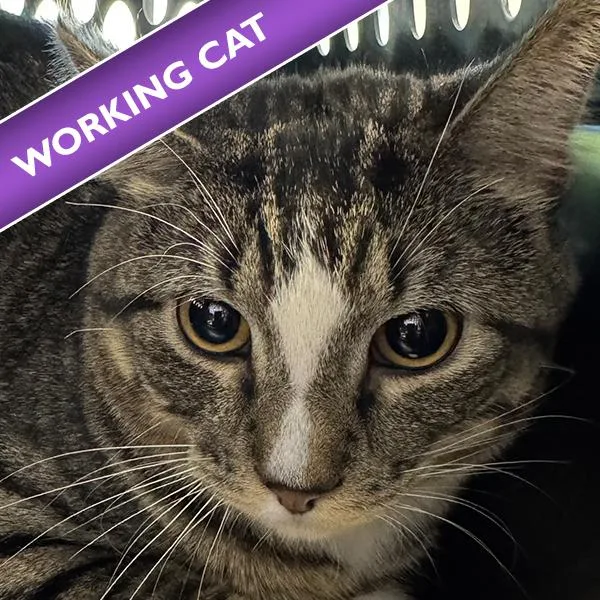 A young medium-sized male Domestic Short Hair cat named Jesus for adoption in Des Moines, IA