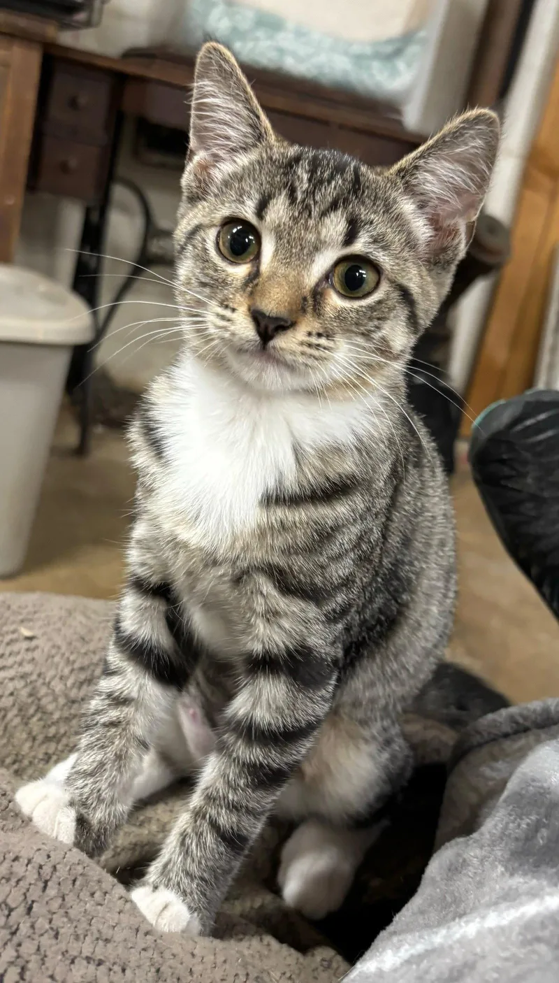 A baby medium-sized female Domestic Short Hair cat named Wyatte for adoption in Forest, VA
