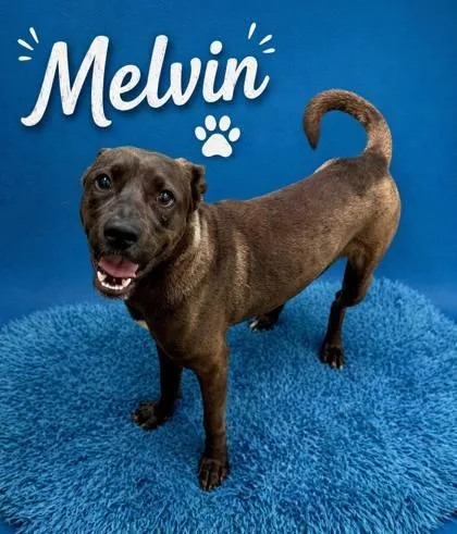 Melvin