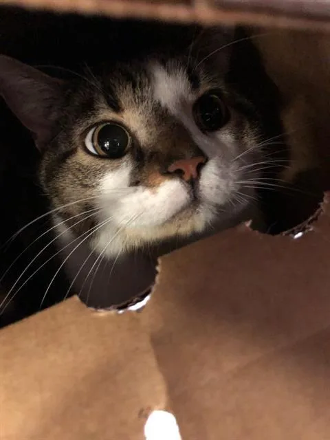 An adult small-sized male Domestic Short Hair cat named Heendoongee for adoption in Dallas, TX