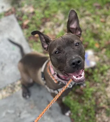 Lovee Louise thumbnail 2