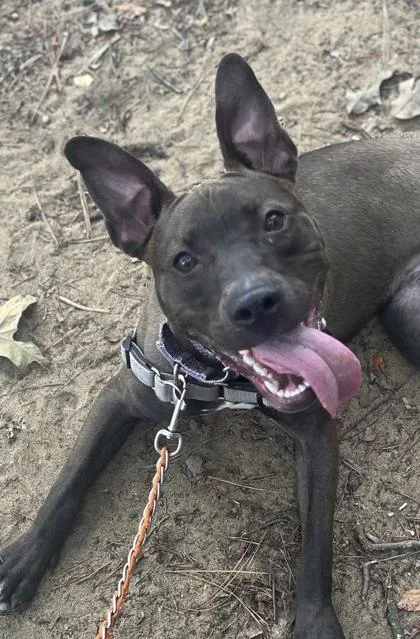 Lovee Louise thumbnail 3