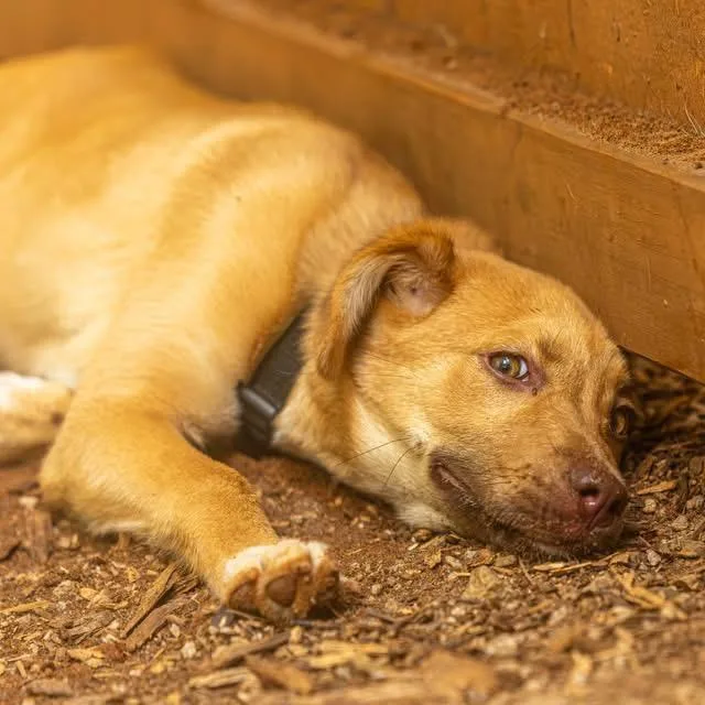 A baby medium-sized female Yellow / Tan / Blond / Fawn Mixed Breed dog named Espresso Martini for adoption in Decatur, GA