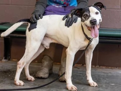An adult large-sized male Mixed Breed dog named Primo for adoption in Chamblee, GA