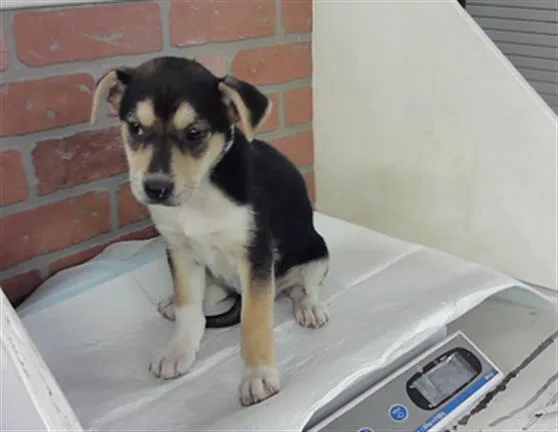 A baby small-sized female Labrador Retriever dog named Lizzy for adoption in Houston, TX