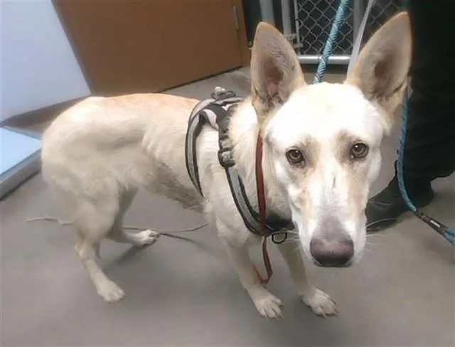 An adult large-sized female Husky dog named Fiona for adoption in Phoenix, AZ
