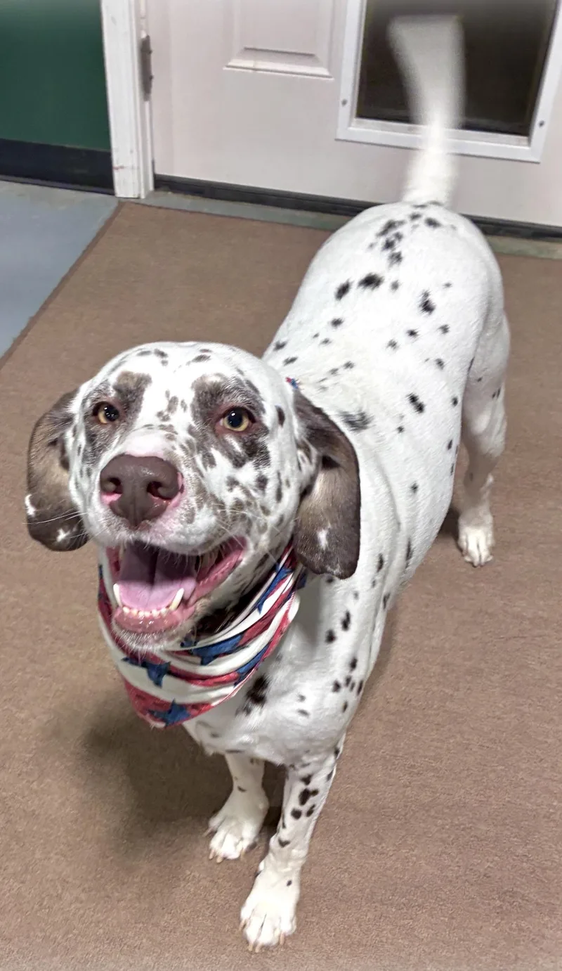 A young large-sized male Dalmatian dog named Zero for adoption in Douglas, GA
