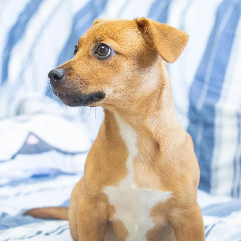 A baby small-sized male Brown / Chocolate Mixed Breed dog named Yakko for adoption in Cartersville, GA