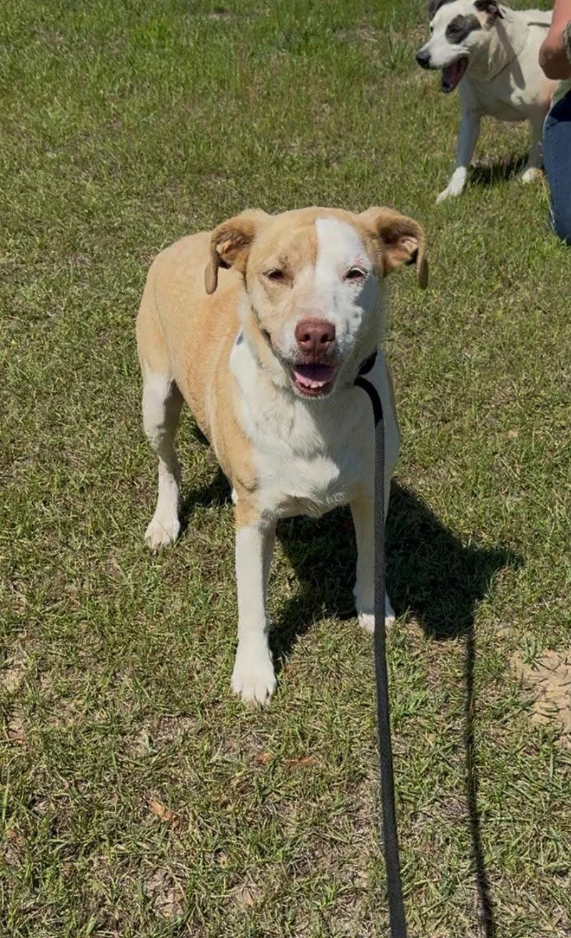 An adult medium-sized female Hound dog named Libby Dixon for adoption in Rockaway, NJ