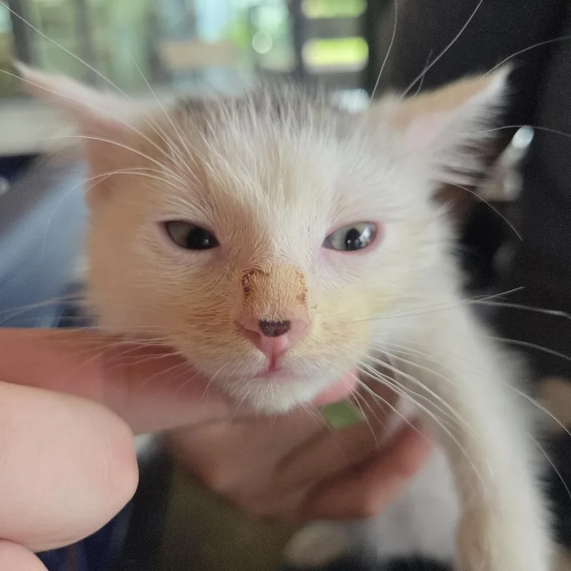 A baby small-sized male Black Domestic Short Hair cat named Feather for adoption in Leander, TX