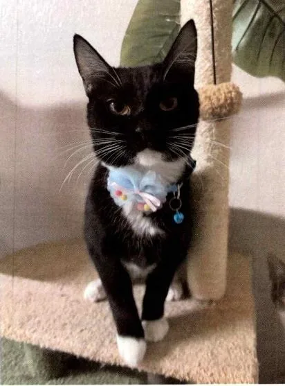 An adult medium-sized female Black & White / Tuxedo Domestic Short Hair cat named Trixie for adoption in Anoka, MN