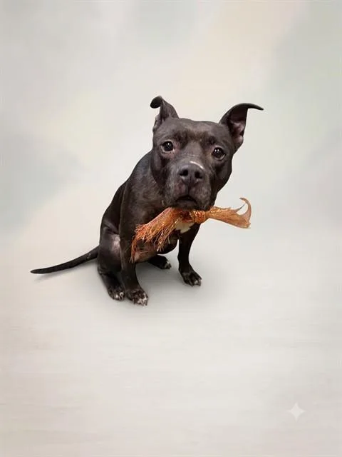 An adult medium-sized female Mixed Breed dog named Juliana for adoption in Jacksonville, FL