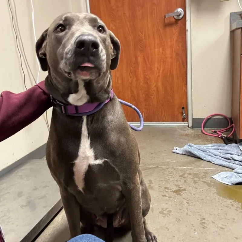 An adult extra large-sized female Gray / Blue / Silver Dogo Argentino dog named Hope for adoption in Yuma, AZ