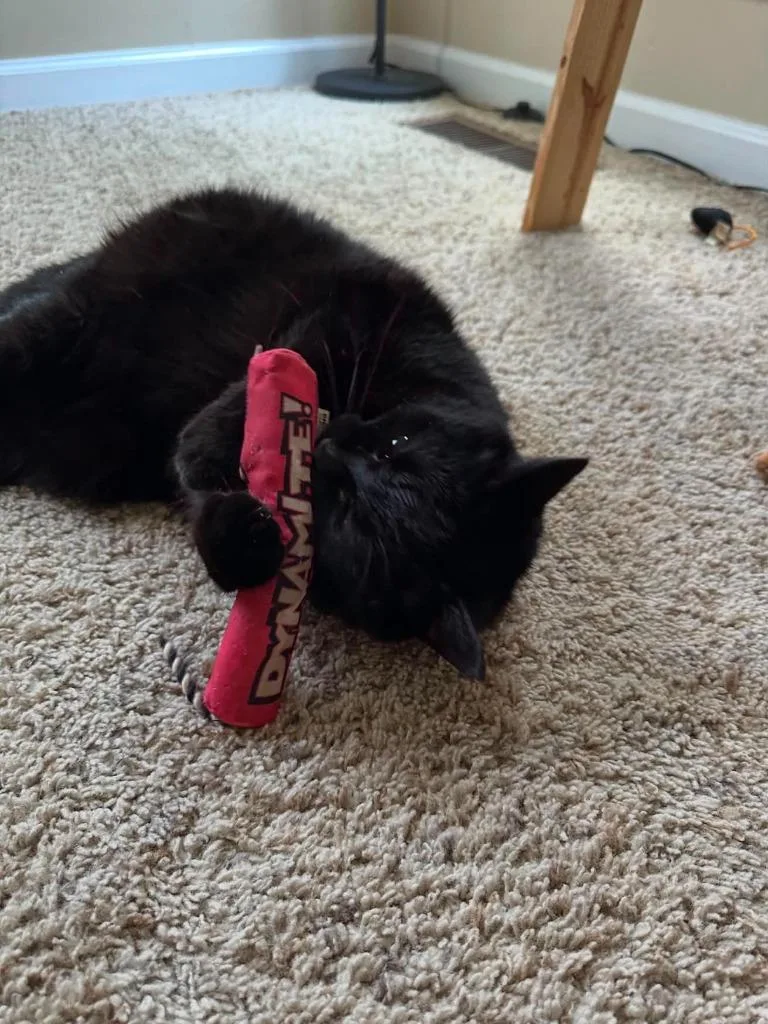 A senior medium-sized male Domestic Short Hair cat named Boo for adoption in Hoover , AL