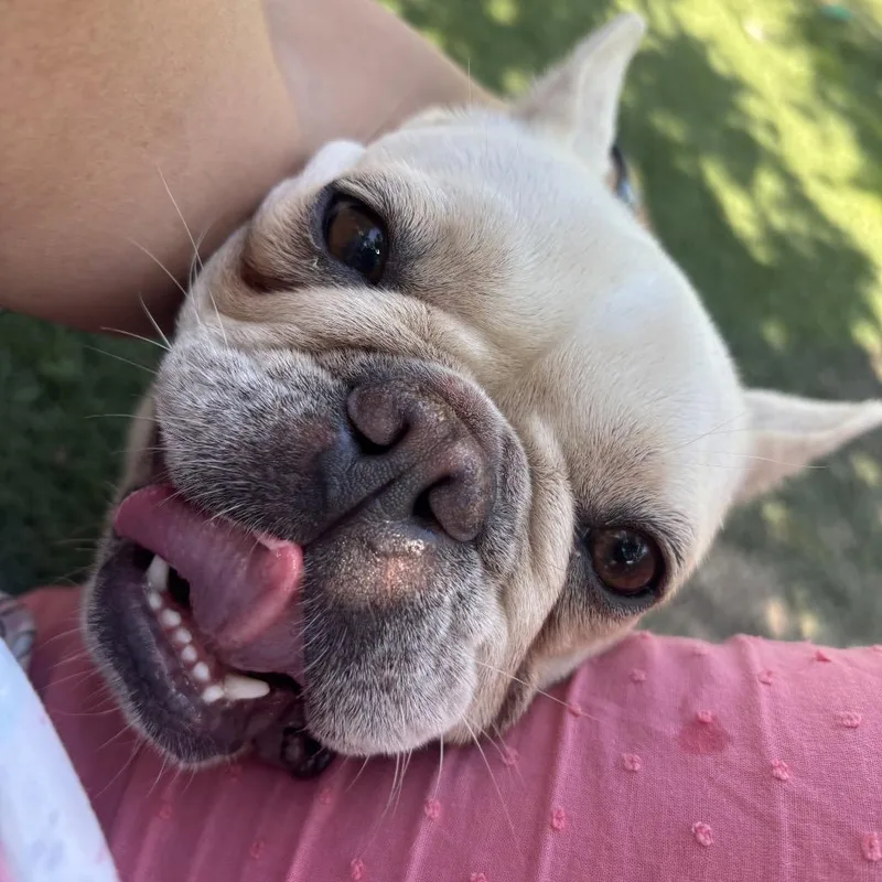A young medium-sized female French Bulldog dog named Penelope for adoption in Columbus, OH