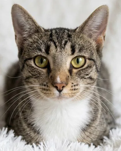 An adult medium-sized female Domestic Short Hair cat named Slone for adoption in Bedford, IN