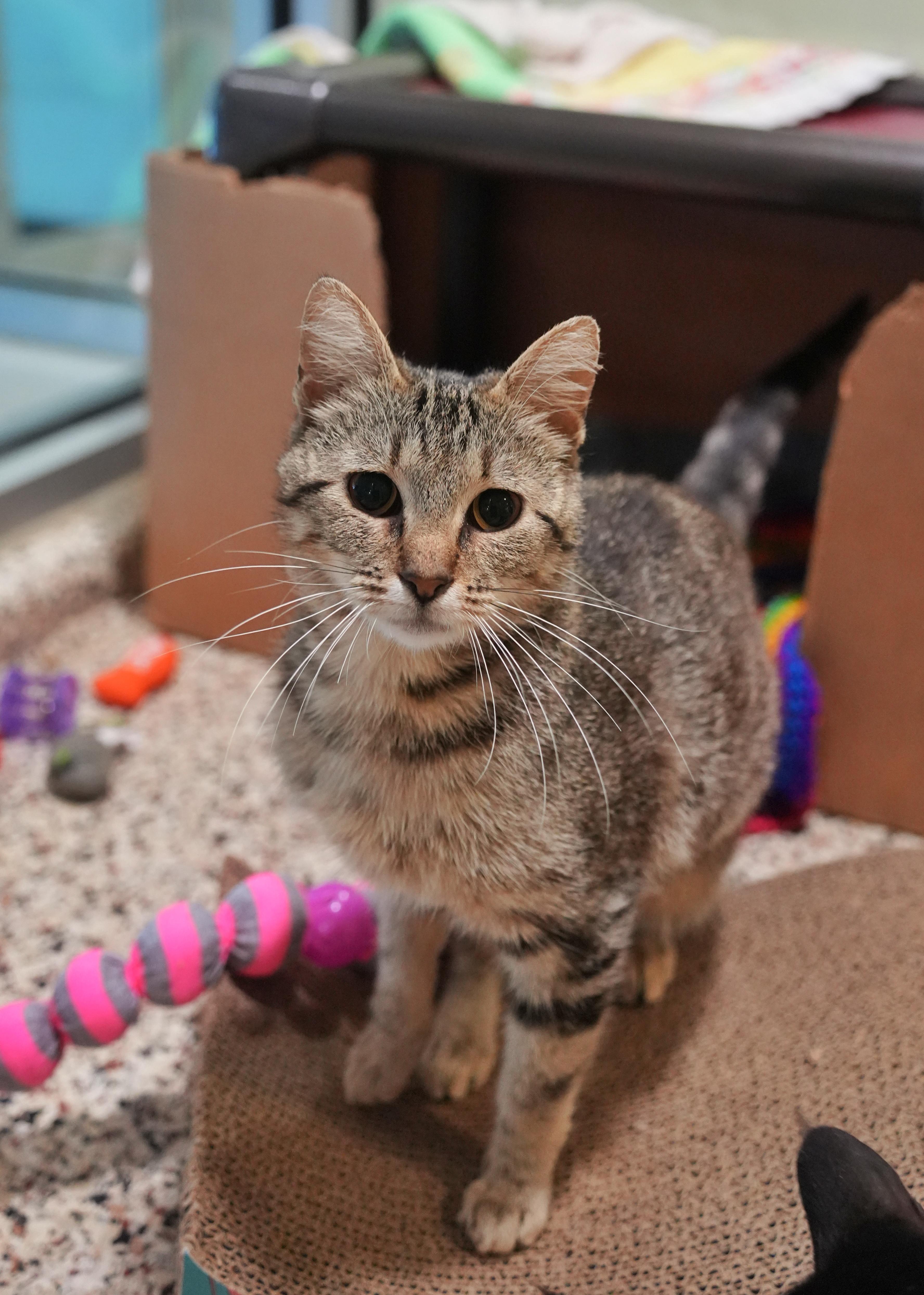 A young medium-sized female Tabby (Brown / Chocolate) Domestic Short Hair cat named Ariel for adoption in Aiken, SC