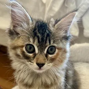 A baby small-sized female Brown / Chocolate Domestic Short Hair cat named Princess Flufferton for adoption in Pleasant Hill, CA