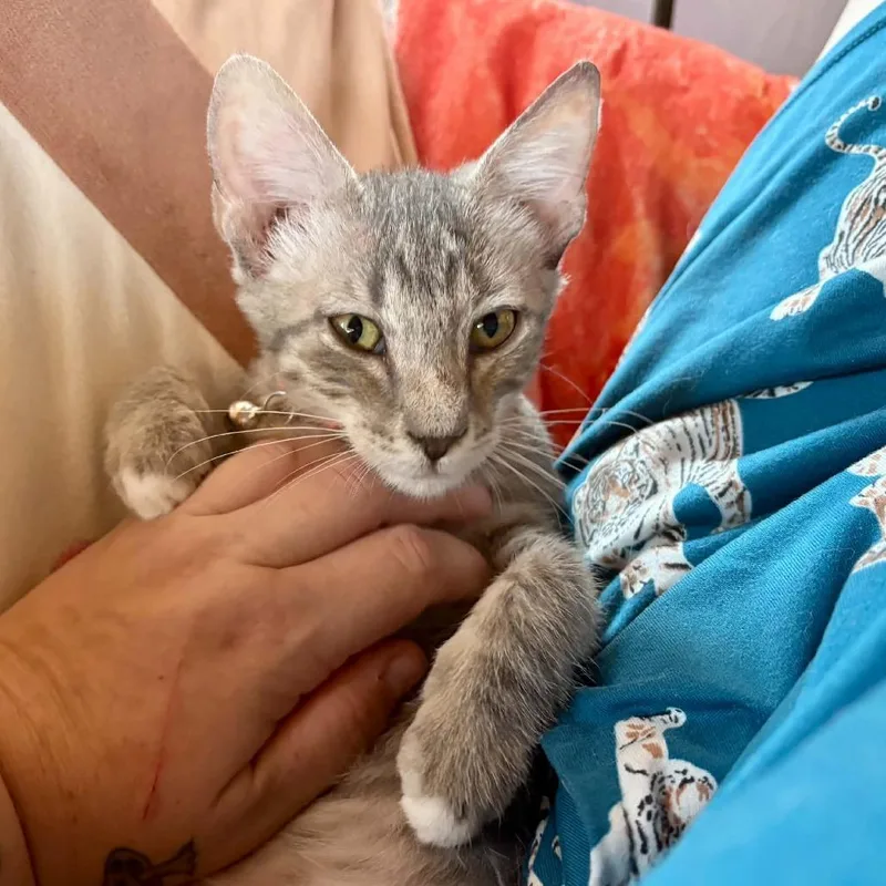 A baby small-sized male Gray / Blue / Silver Domestic Short Hair cat named Woody for adoption in Las Cruces, NM
