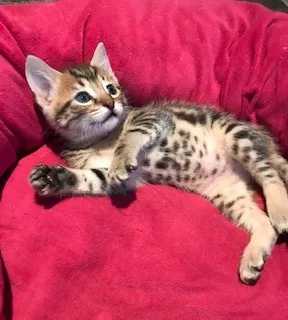 Tigger Too thumbnail 3