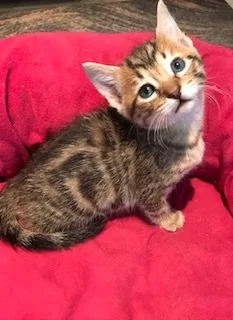 Tigger Too thumbnail 4