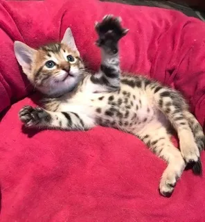 Tigger Too thumbnail 5